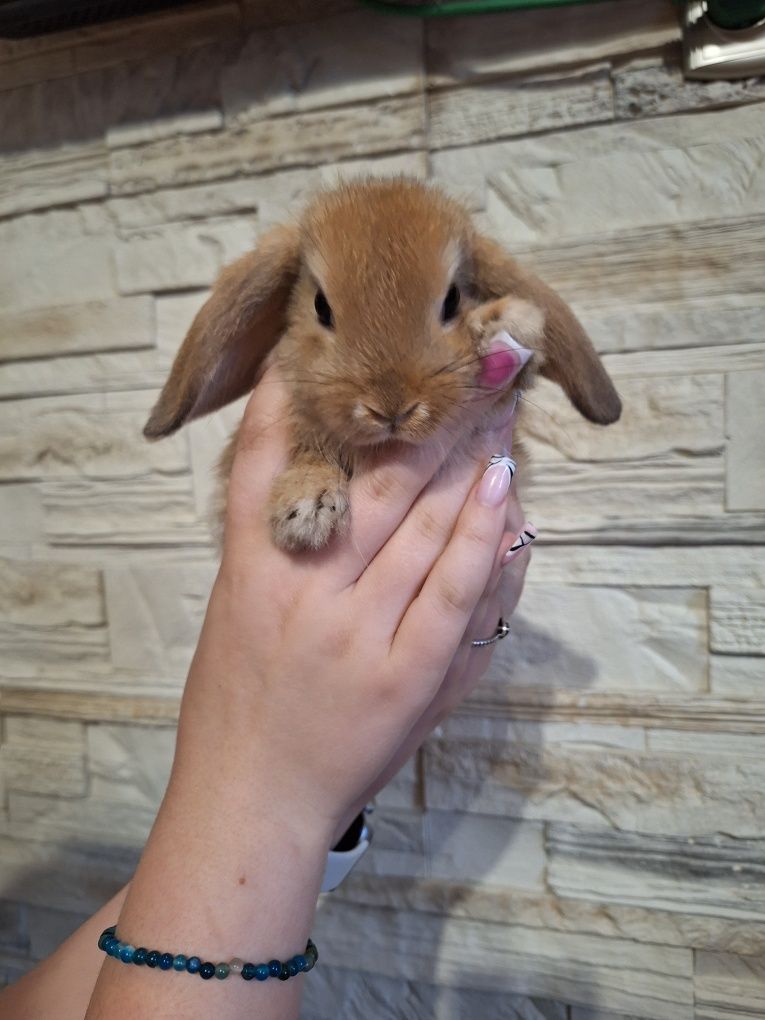 Króliczki mini lop