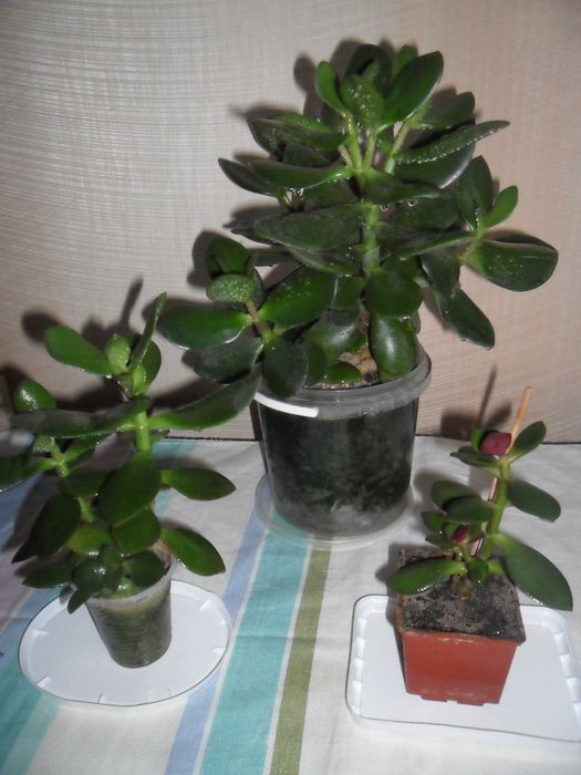 Кактусы,суккуленты (толстянка,денежное дерево)-неприхотливы.