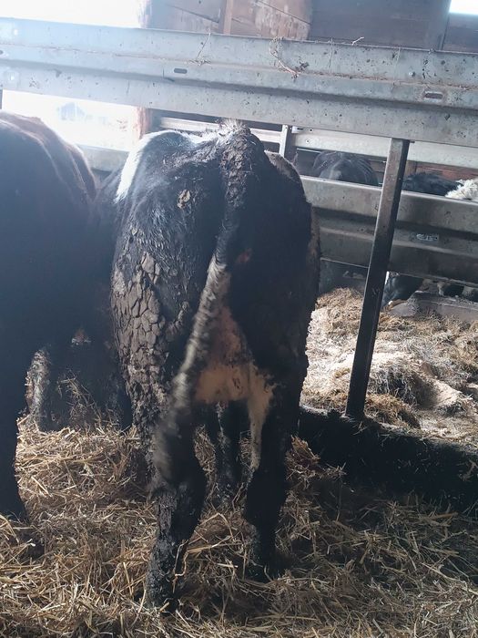 Sprzedam jałówki wysokocielne i krowy mleczne