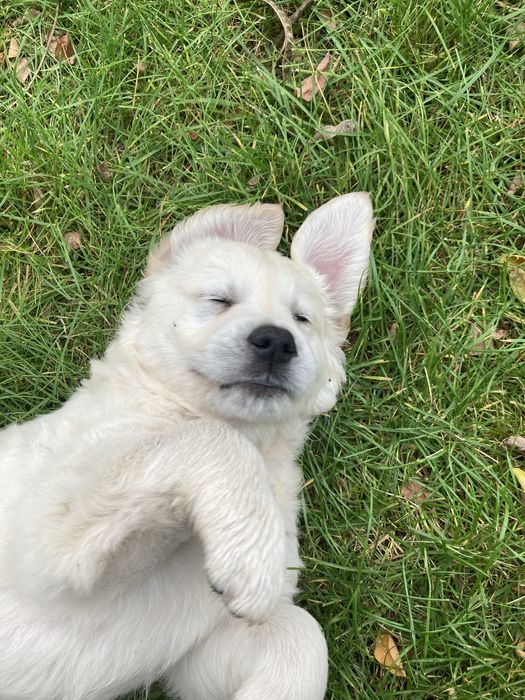 Golden Retriever szczeniak suczka