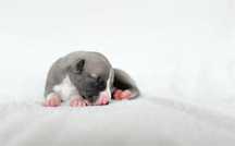 Whippet chart angielski FCI