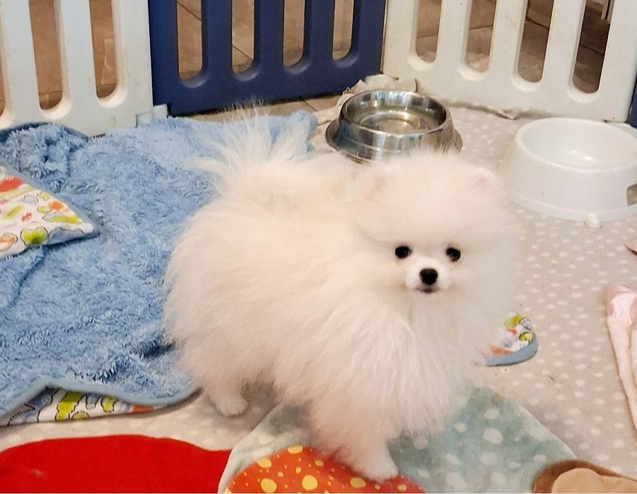 Pomeranian szpic miniaturowy