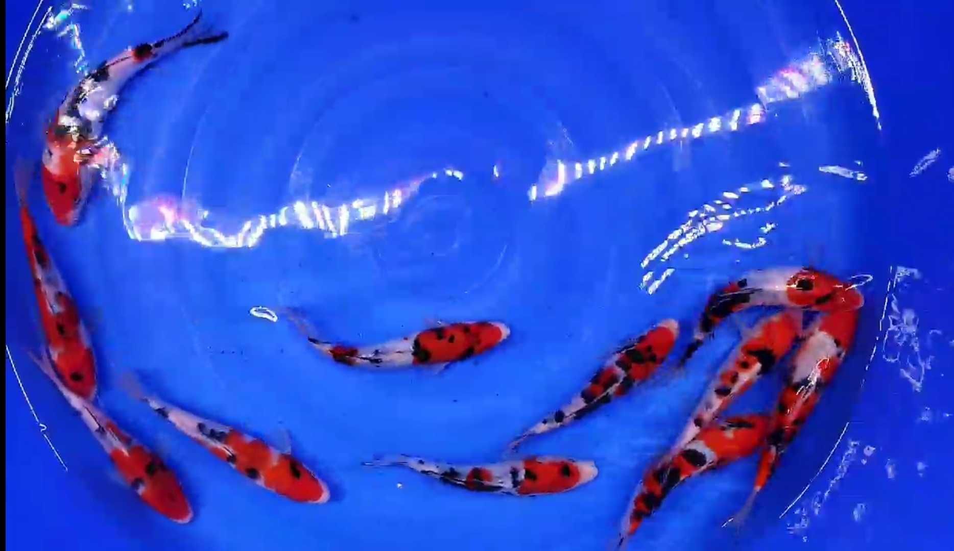 Carpa koi do Japão