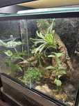 Terrarium terrarium
