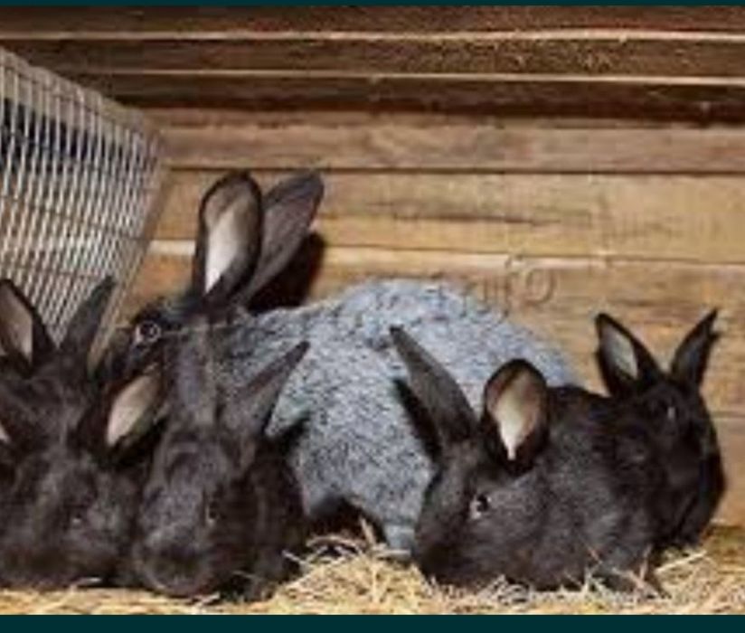 Кролики на развод