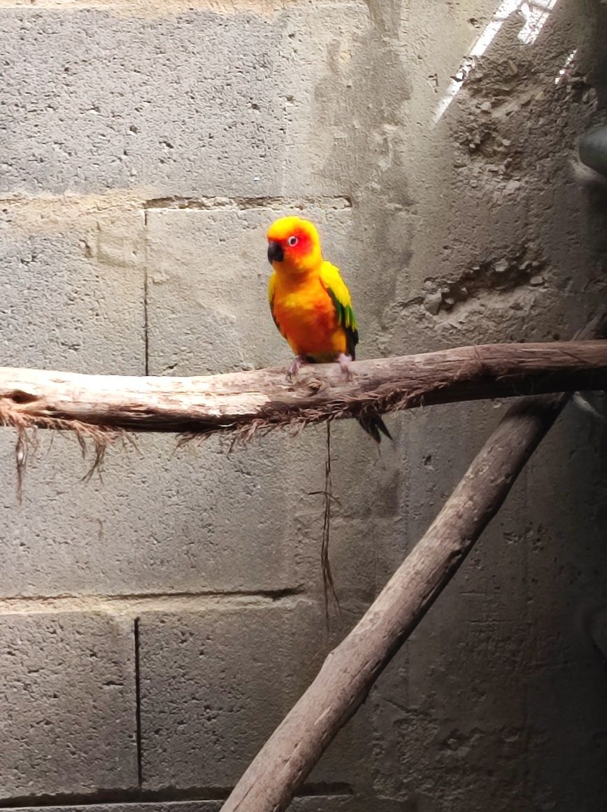 Aratinga Solstitialis