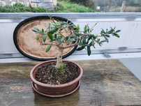 Bonsai Oliveira (40 anos)