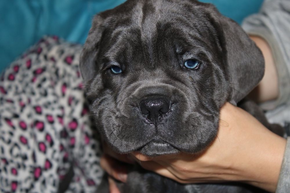 Предлагаеться Кане Корсо КСУ-FCI серая красавица