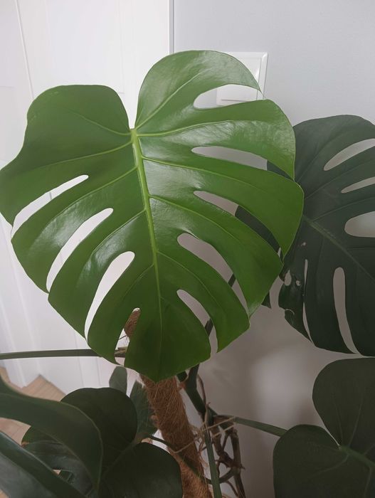 Monstera 140 cm duża