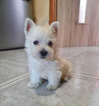 Suczka West Highland White Terrier