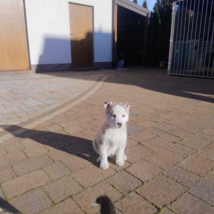 Szczeniaki Syberian Husky