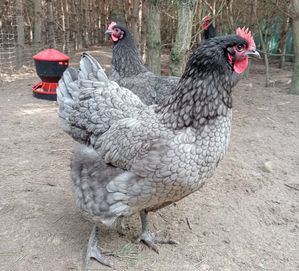 Australorp niebieski jajka łęgowe