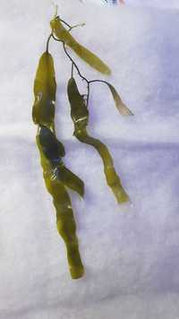 Glony do refugium Caularepa akwarium morskie