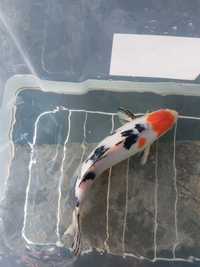 Carpa koi sanke 36cm