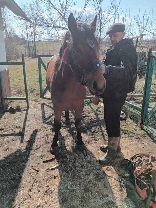 Продається кобила 2 роки 22000+торг інші деталі по телефону