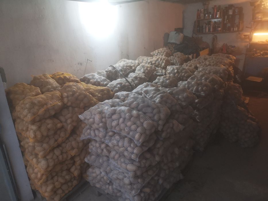 Ziemniaki Michalina jadalne