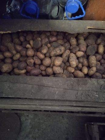 Продам малу и великую картоплю