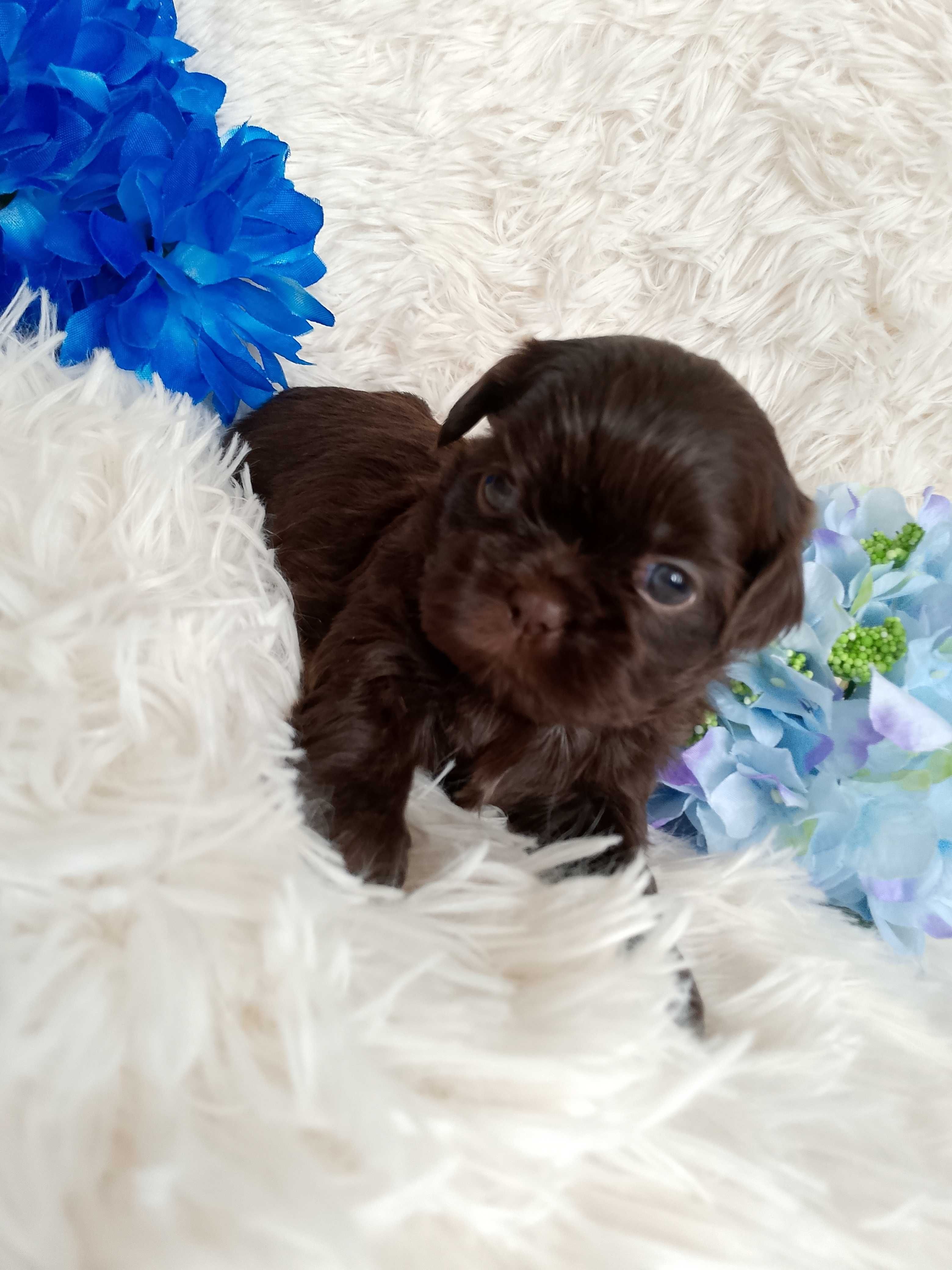Śliczny czekoladowy piesek rasy Shih-Tzu chłopak szuka domku
