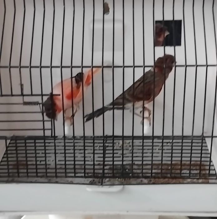 Canários arlequins português