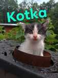 Oddam małe kotki