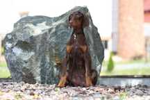 Szczeniak Doberman Czekoladowy