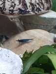 Krewetki blue velvet niebieskie
