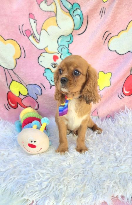 Cavalier King Charles Spaniel Macho