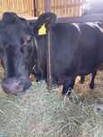Krowa po pierwszym cielaku rasy angus