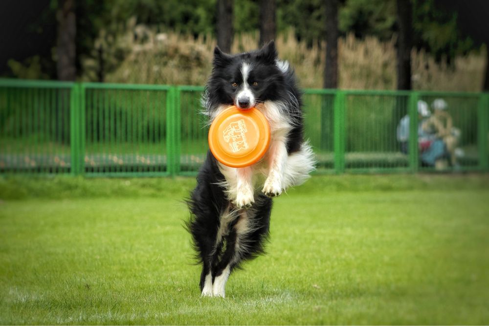 Border Collie Reproduktor FCI /ZKwP