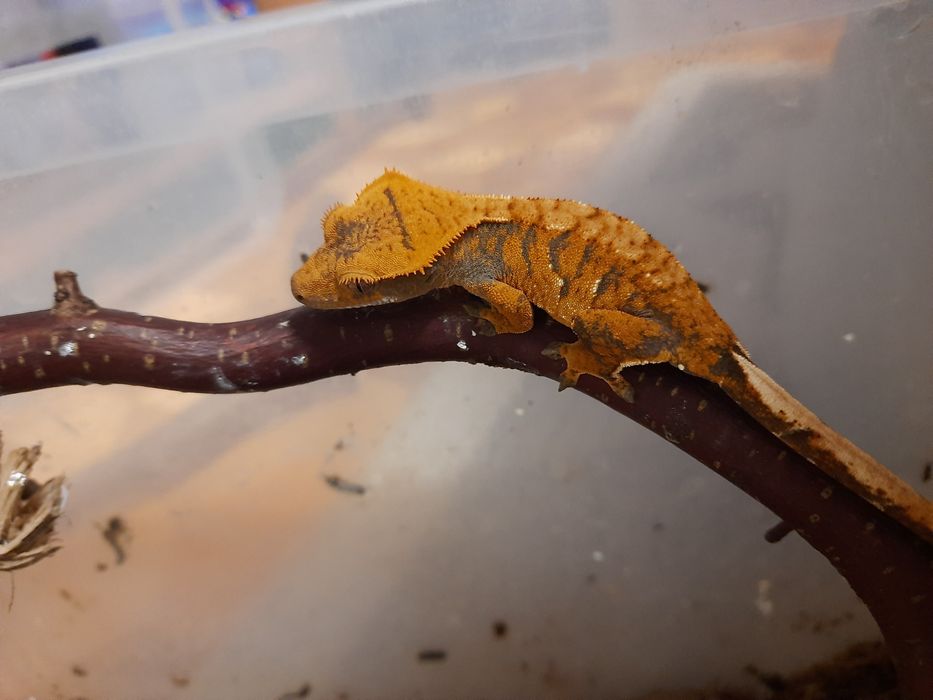 Gekony orzęsione- młode