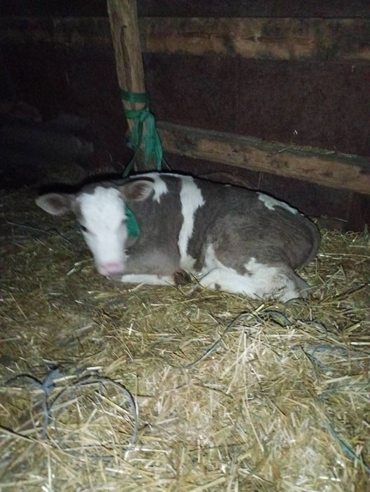 Продам теличку три неділі