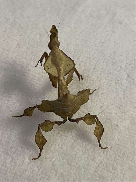 Modliszki liściogłowe (Phyllocrania paradoxa) imago