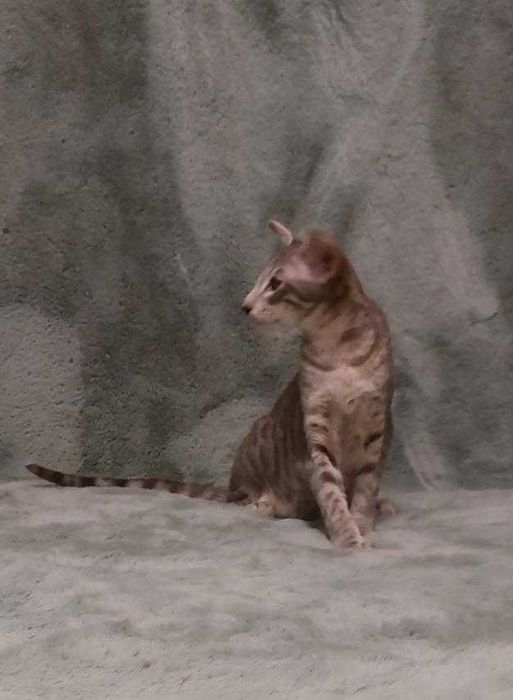 Орієнтал хлопчик Убер