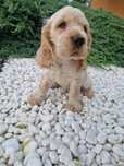 Suczka cocker spaniel