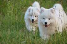 Samoyed ZKwP FCI