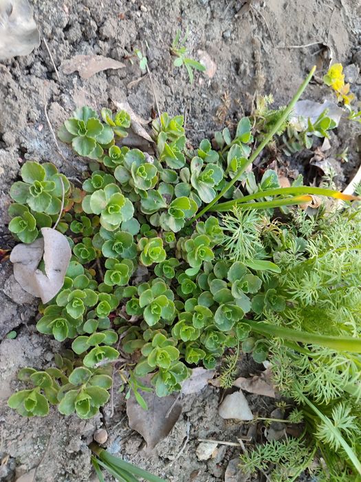 Очиток м'ясистий, біла лілія, м'ята смак жуйки Wriggle's