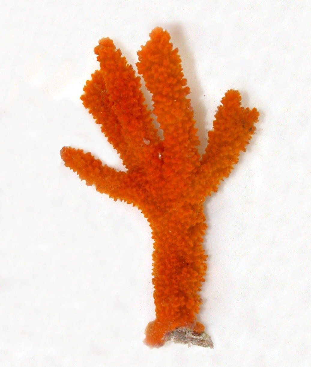 GĄBKA MORSKA Ptilocaulis sponge Orange Akwarium morskie WYSYŁKA