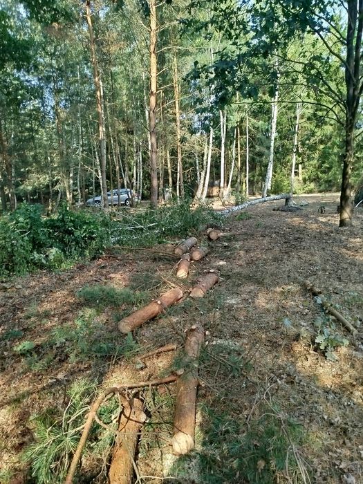 Wycinka drzew, czyszczenie działek, frezowanie pni. Usługi ogrodnicze.