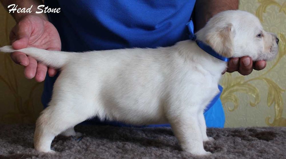 Лабрадор ретривер Щенки питомника