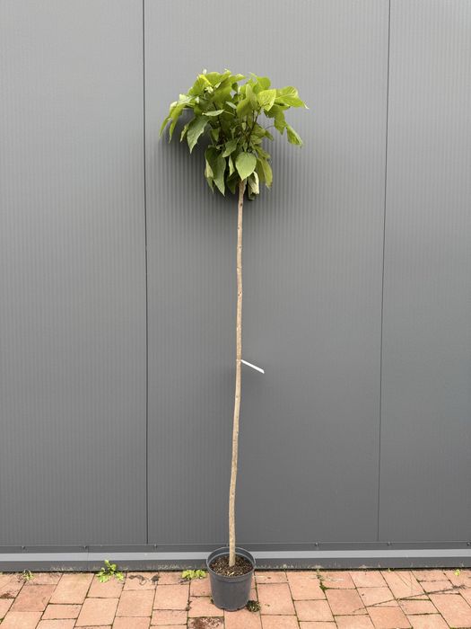 Катальпа Нана, Catalpa Nana