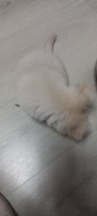 Цуценя/щенок чихуахуа