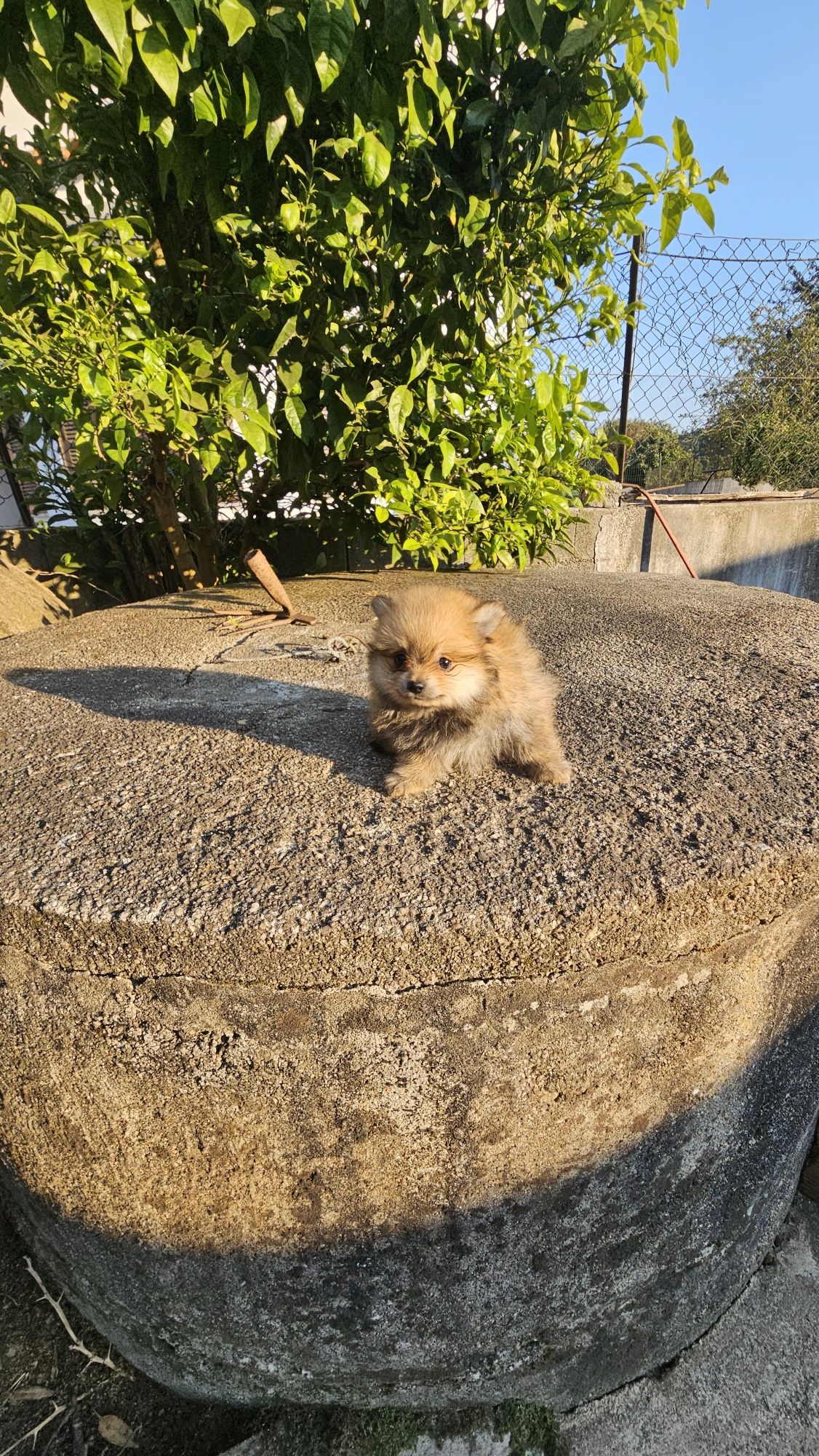 Lulu pomerânia/ spitz alemão anão