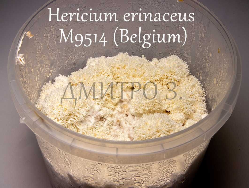 Міцелій Hericium erinaceus m9514 (Гериций, Їжовик)