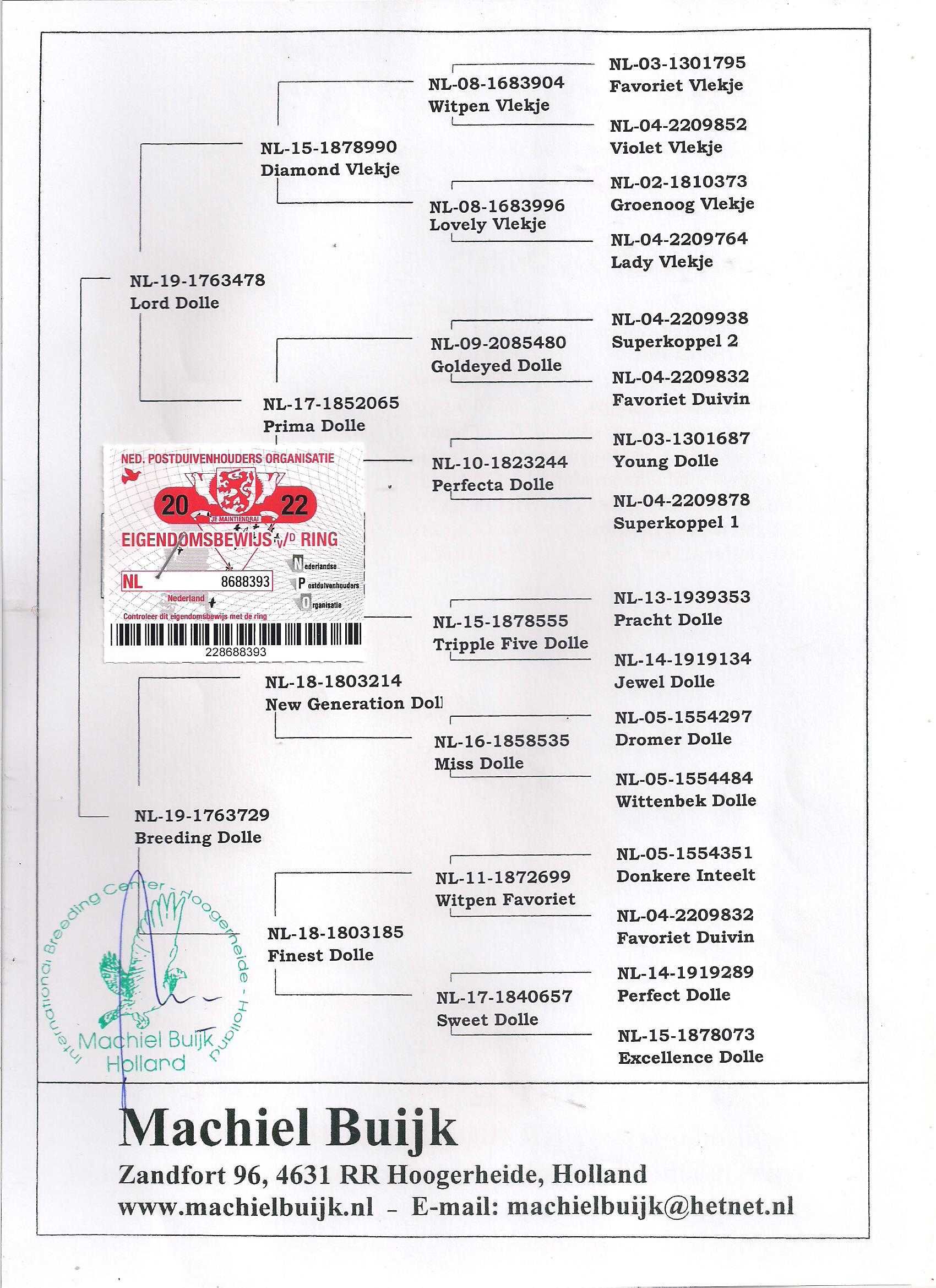 Młode Ardeny Org M. Buijk Para 126 gołębie pocztowe gołąb daleki dyst