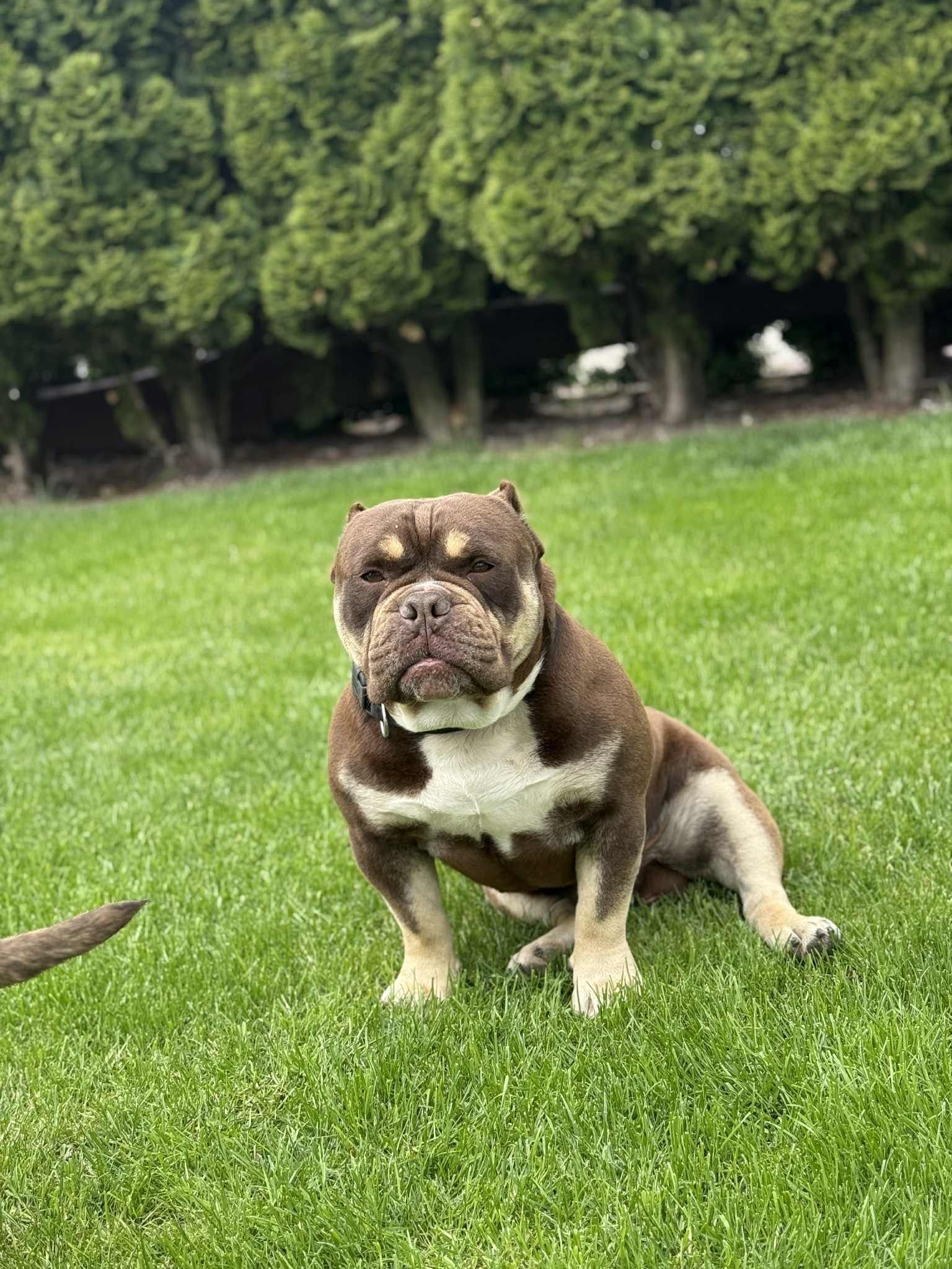 American Bully pocket