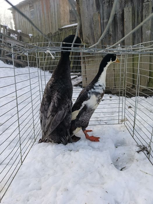 Sprzedam 2 Kaczory biegusow