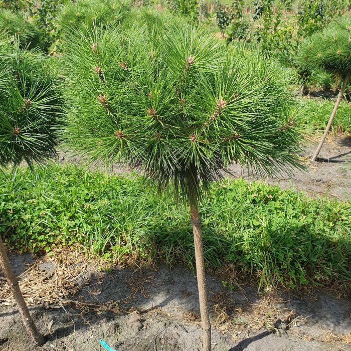 Drzewa alejowe -Klon pospolity, Lipa drobnolistna, Brzoza