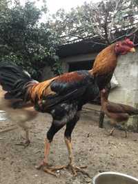 Ovos de índios gigantes de boa qualidade, não faço envios.