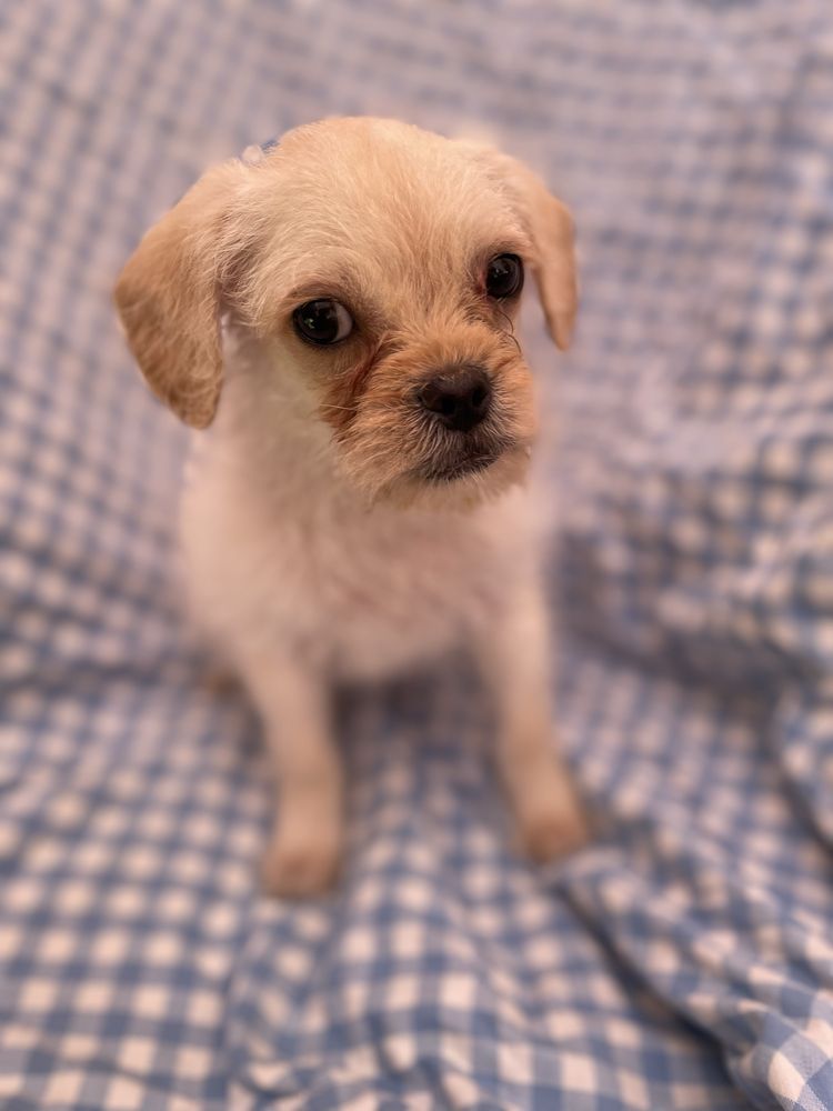 PIESEK mops chihuahua