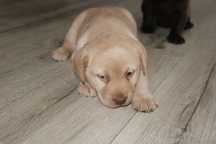 Biszkoptowy szczeniak Labrador Retriever